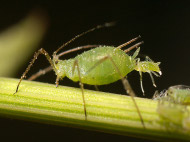 Pests and Disease