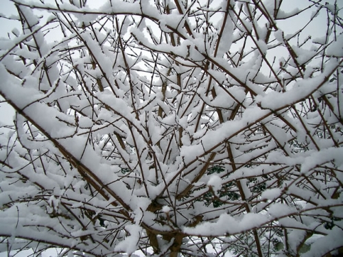 Over wintering chili plants