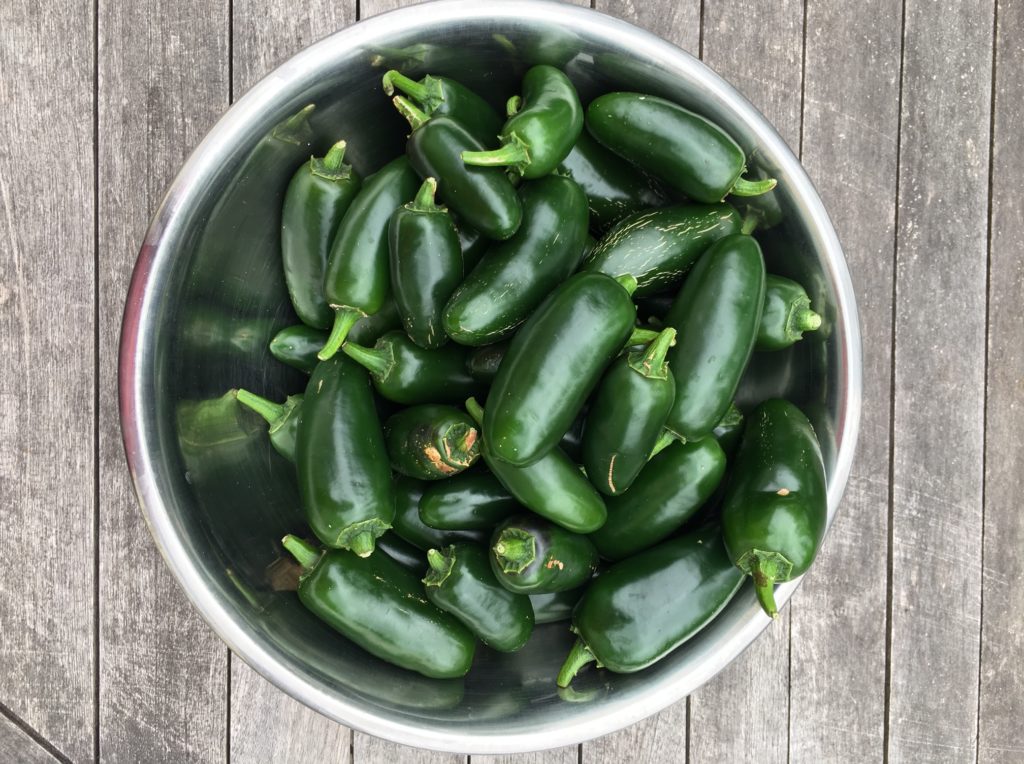 Jalapenos harvested in December