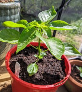 The Chilli King - Chilli pepper growing guides, tips and recipes